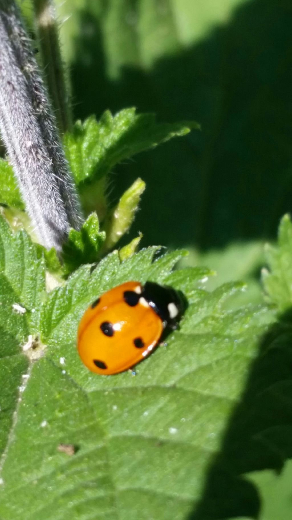 Coccinellidae:  Coccinella septempunctata